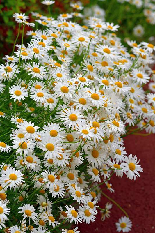 菊花/牛眼雏菊